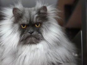 德州扑克在线APP:网红猫咪Juno因天生生气脸走红  猫咪照片被扒【大发扑克】